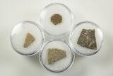 Fossil Dinosaur Egg Shell Fragments - France - Photo 2